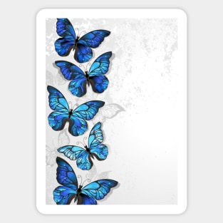 Design with Blue Butterflies Morpho Sticker